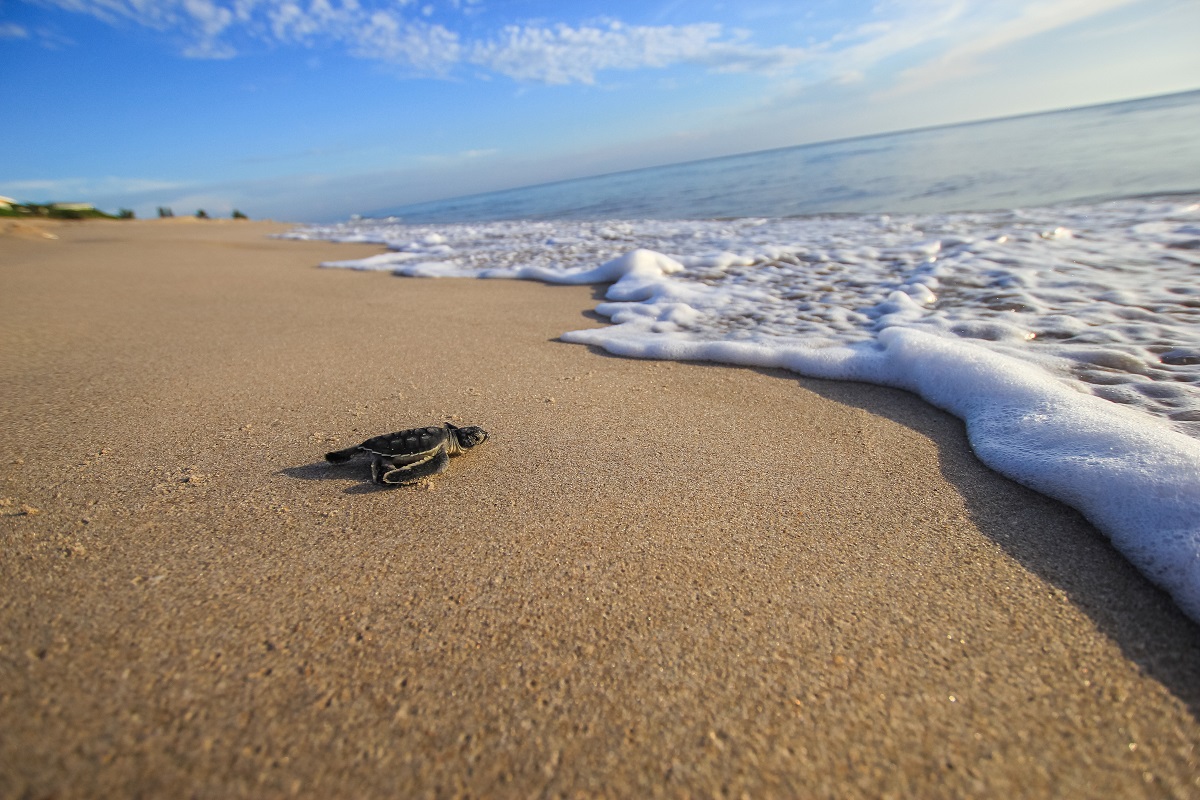 Sea Turtles Set New Nesting Records In Georgia Florida Wabe