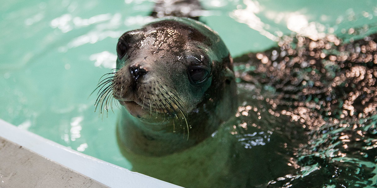 Georgia Aquarium Reveals Names Of Rescued Sea Lions – WABE