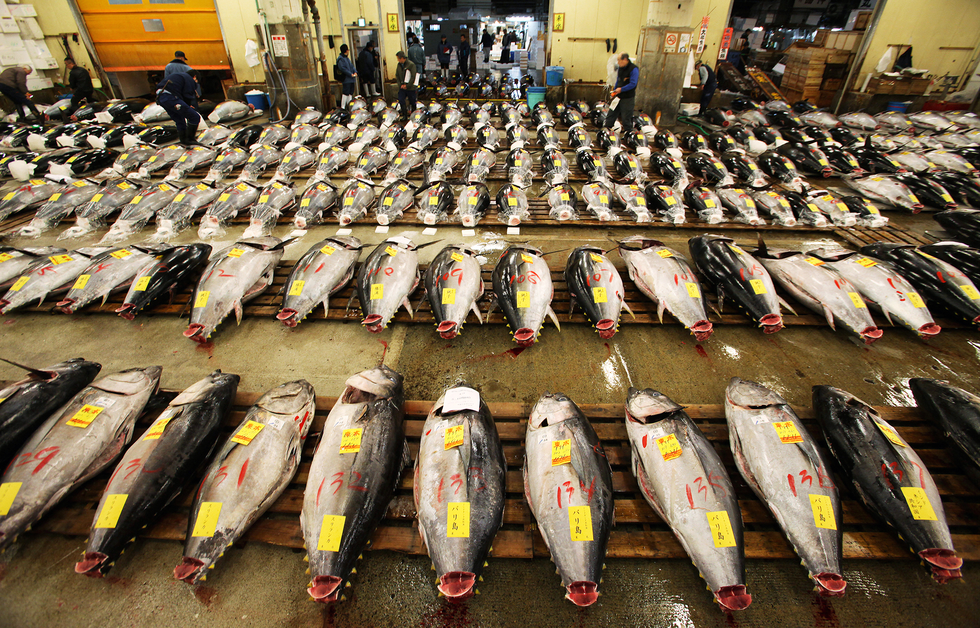 Are Tuna Fish Going Extinct? Urgent Conservation Alert!