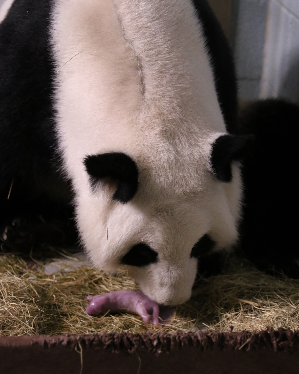 Atlanta Zoo Welcomes Newborn Twin Panda Cubs – WABE