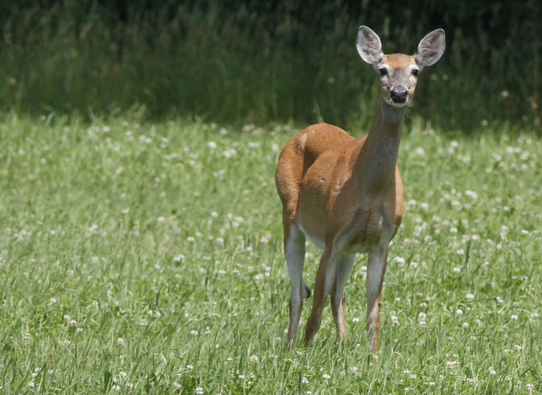 Ga. Deer Season Opens For Hunters Using Bows, MuzzleLoading Guns WABE