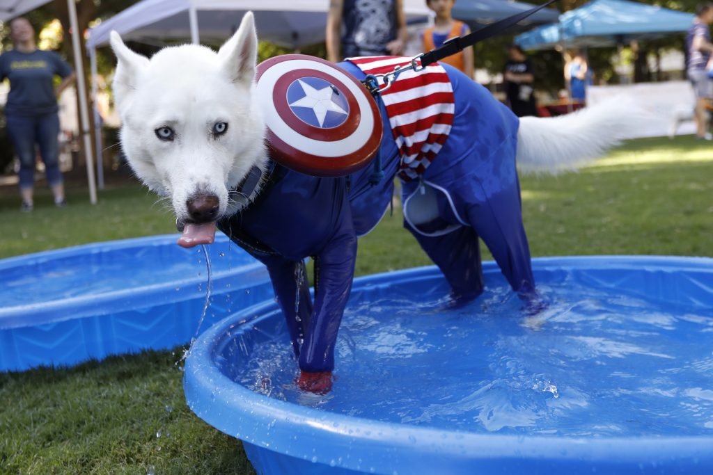 A Siberian Husky in a Captain America costume takes a dip in the pool during Saturday’s Doggy Con. Event organizers said they set up dog cooling stations to help prevent dogs from overheating during the event, which occurred on a 90-degree day. (Andrea Smith/Associated Press)