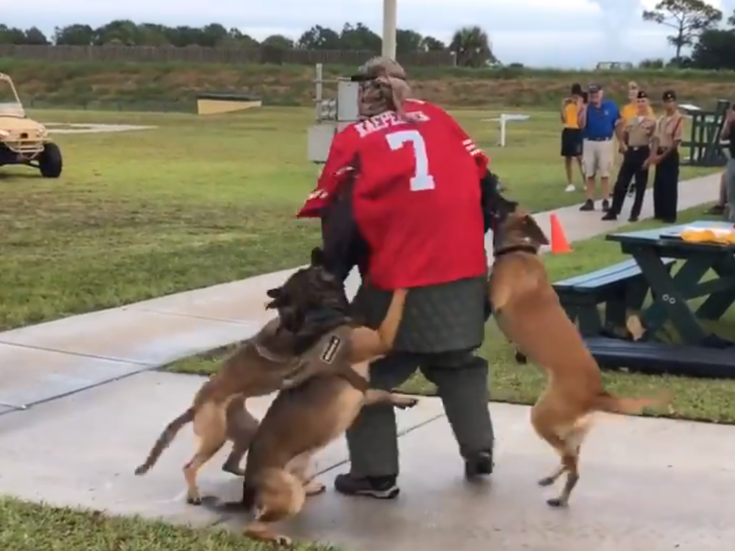 Navy Investigates Video of Dogs Attacking Man in Kaepernick Jersey