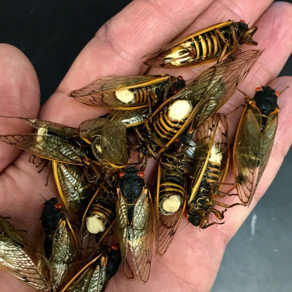 cicadas