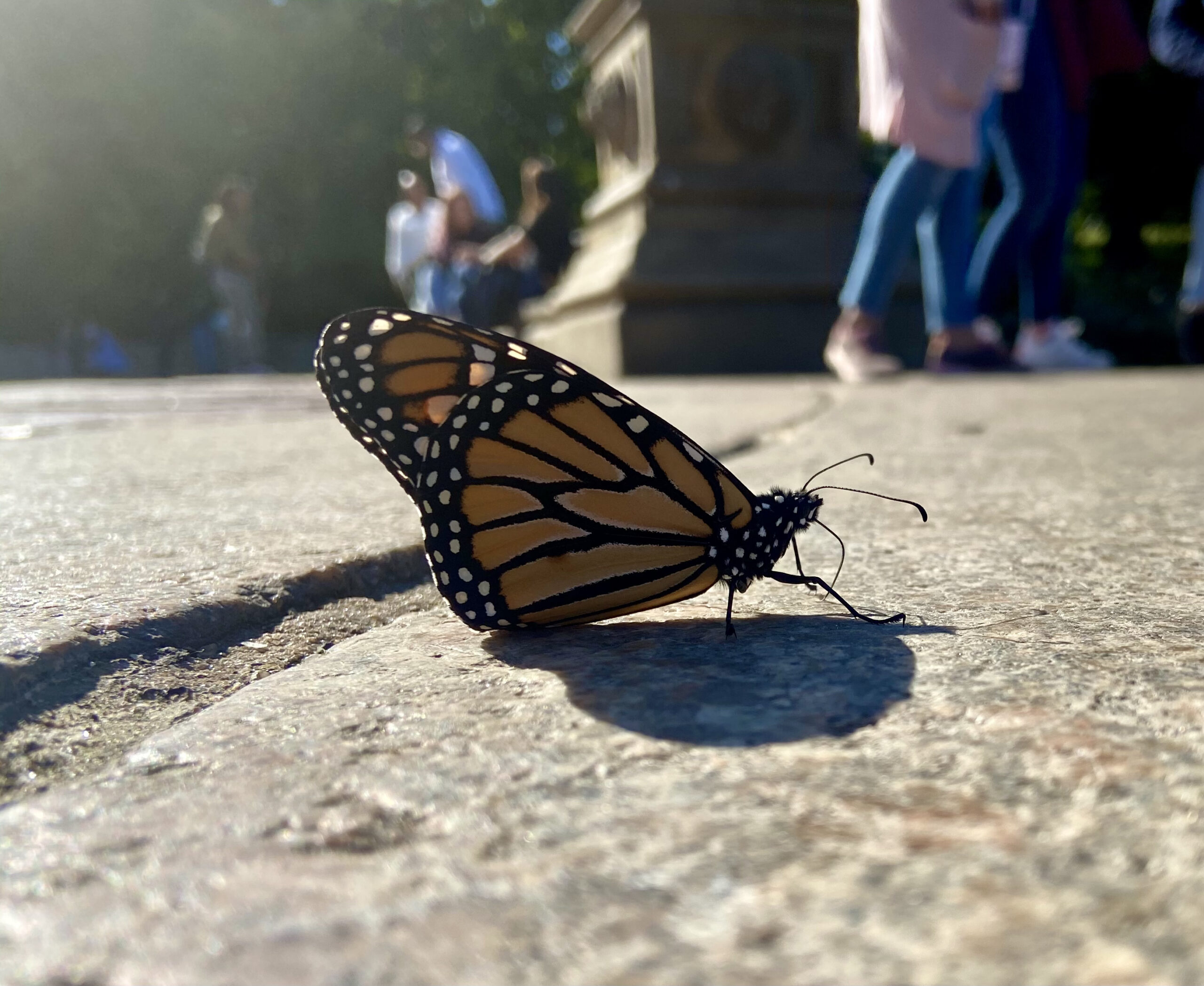 Monarch Butterflies Bring Together Conservation and Culture