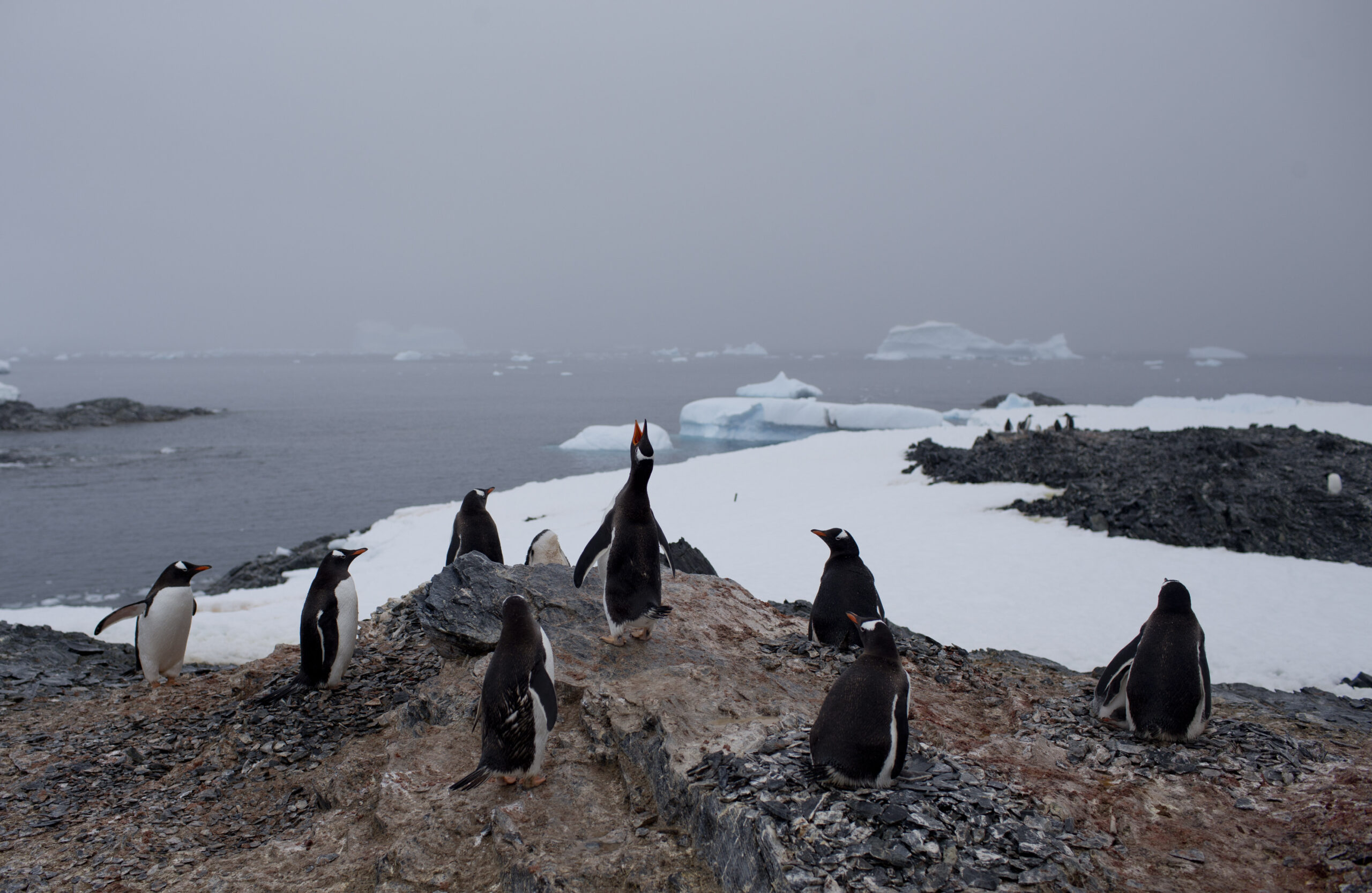 antarctica-s-penguin-post-office-is-hiring-wabe