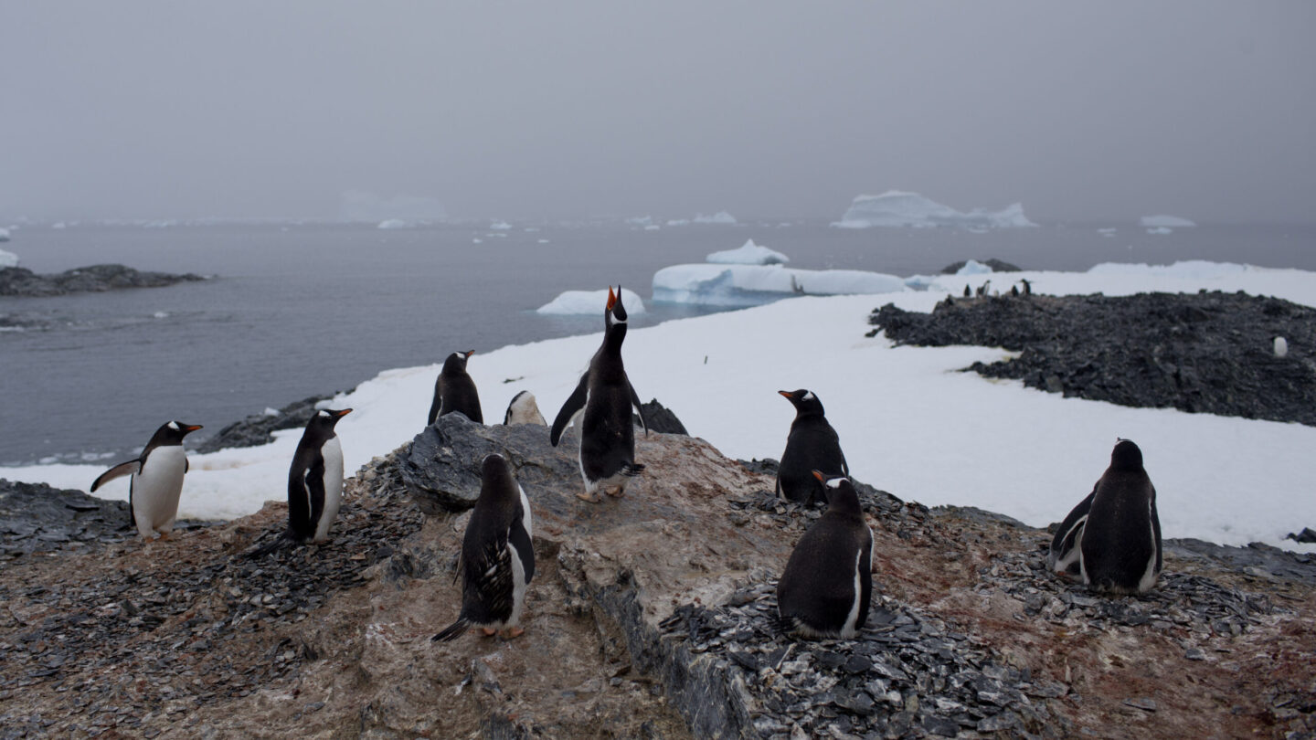 Antarctica Enticing and Forbidding Photo Gallery