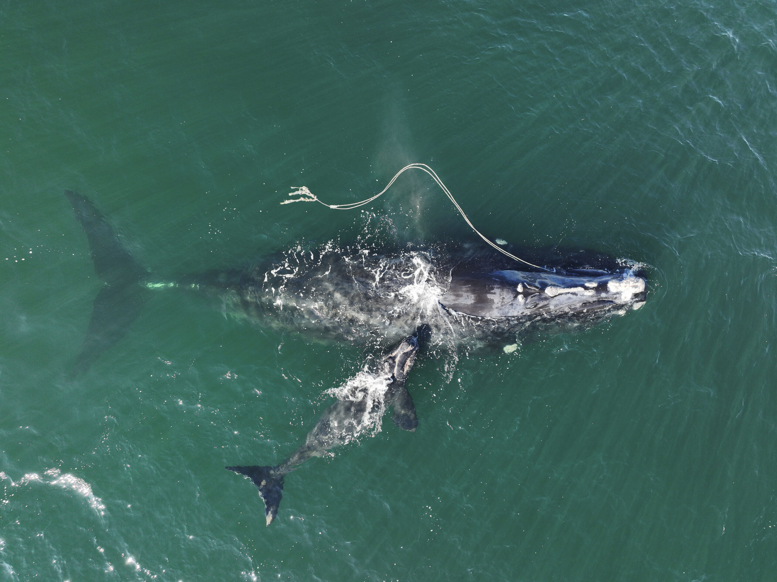 Deep Dive: Right Whale Entanglements - Whale & Dolphin Conservation USA
