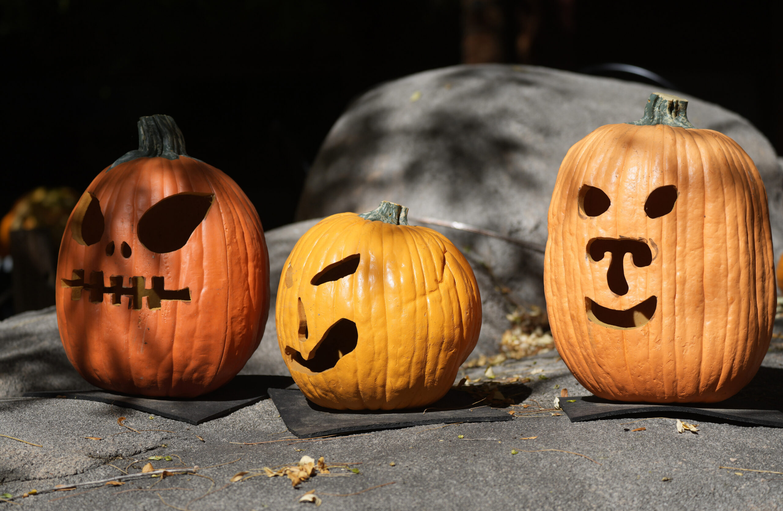 pumpkins-can-be-composted-donated-to-farms-fed-to-wildlife-wabe