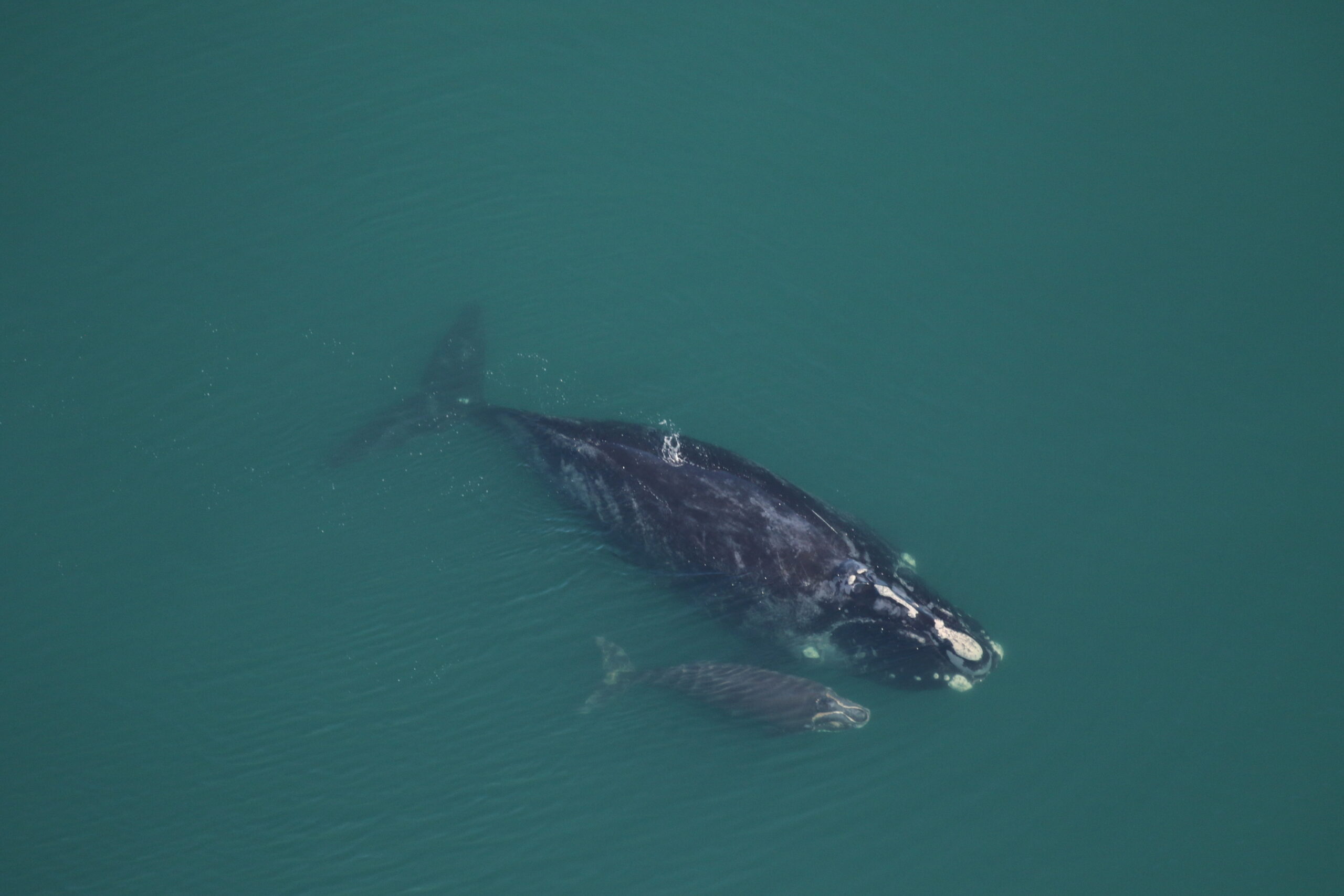 Two right whale calves spotted off coast WABE