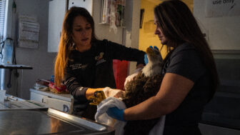 Marjan Ghadrdan, director of animal care at AWARE, checks the eagle while animal care supervisor Sami Netherton holds him still.