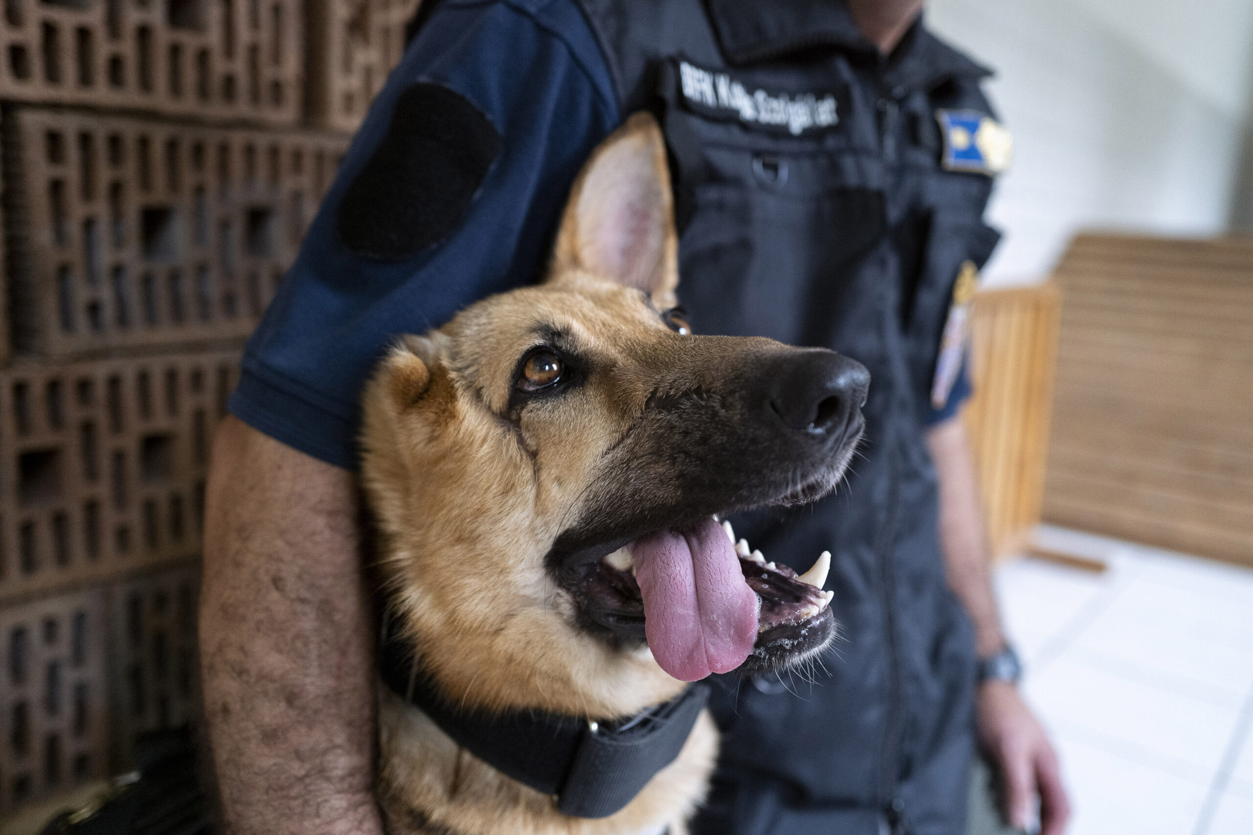 police dogs