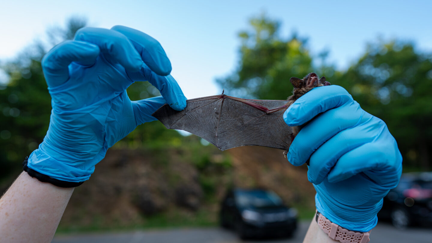 Bat Blitz nets more than 600 bats in southeastern Missouri