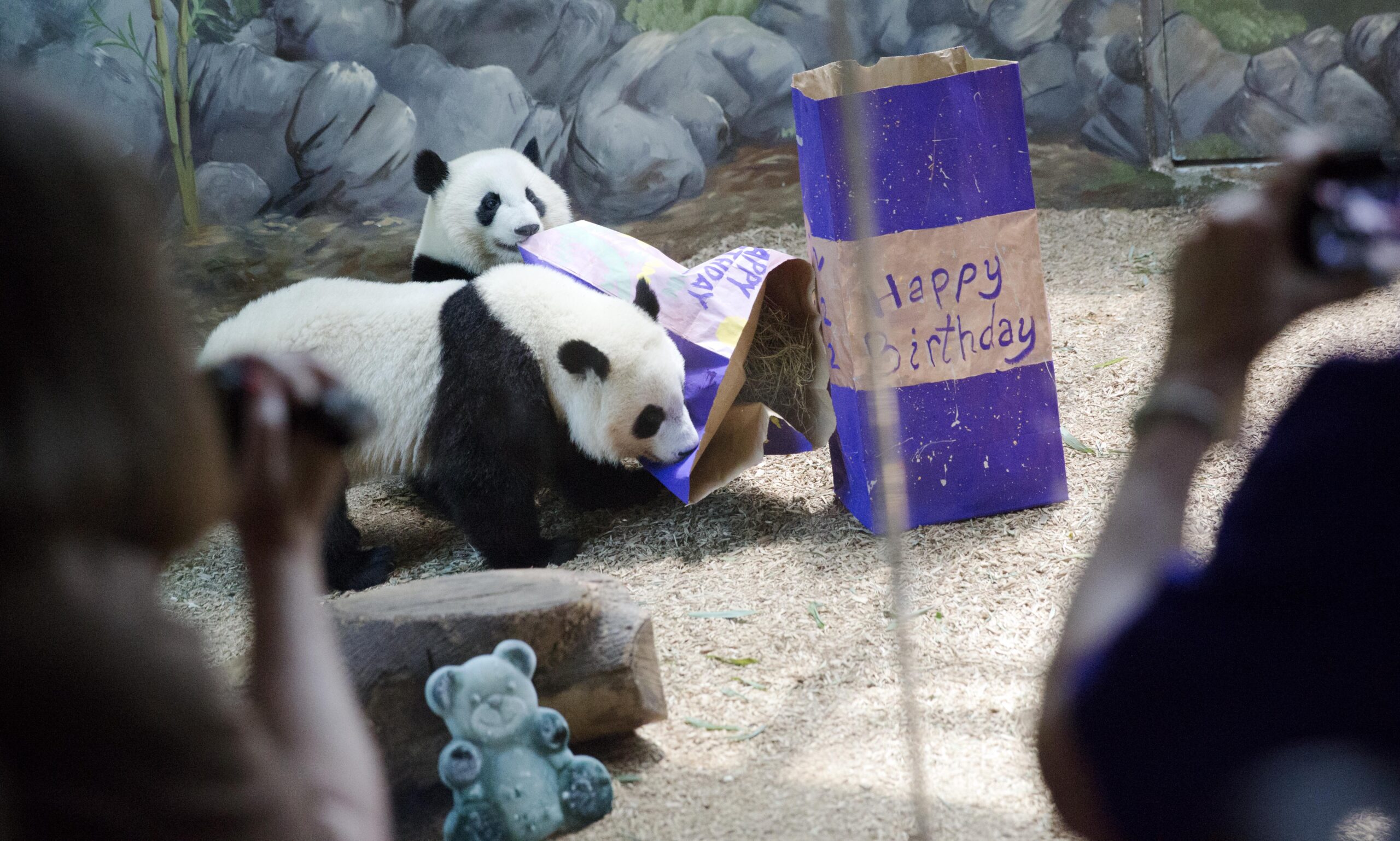 Zoo Atlanta's giant pandas soon to be the only ones left in America – WABE