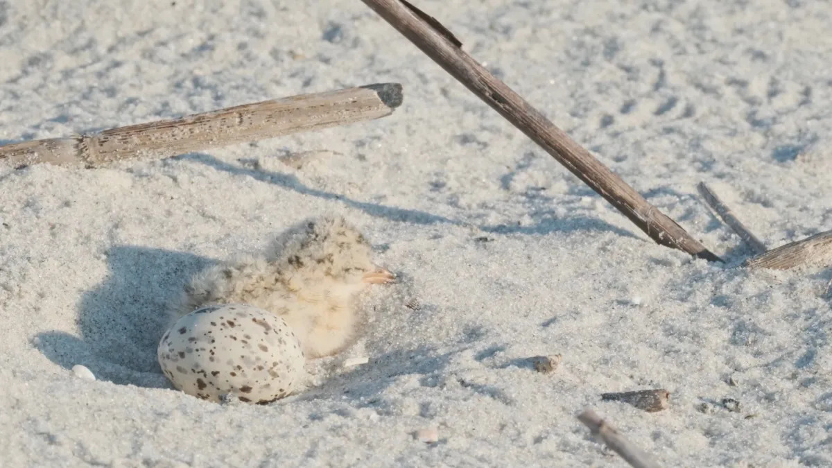 Georgia beaches beckon nesting shorebirds and seabirds. Human beachgoers and their dogs are a significant threat.