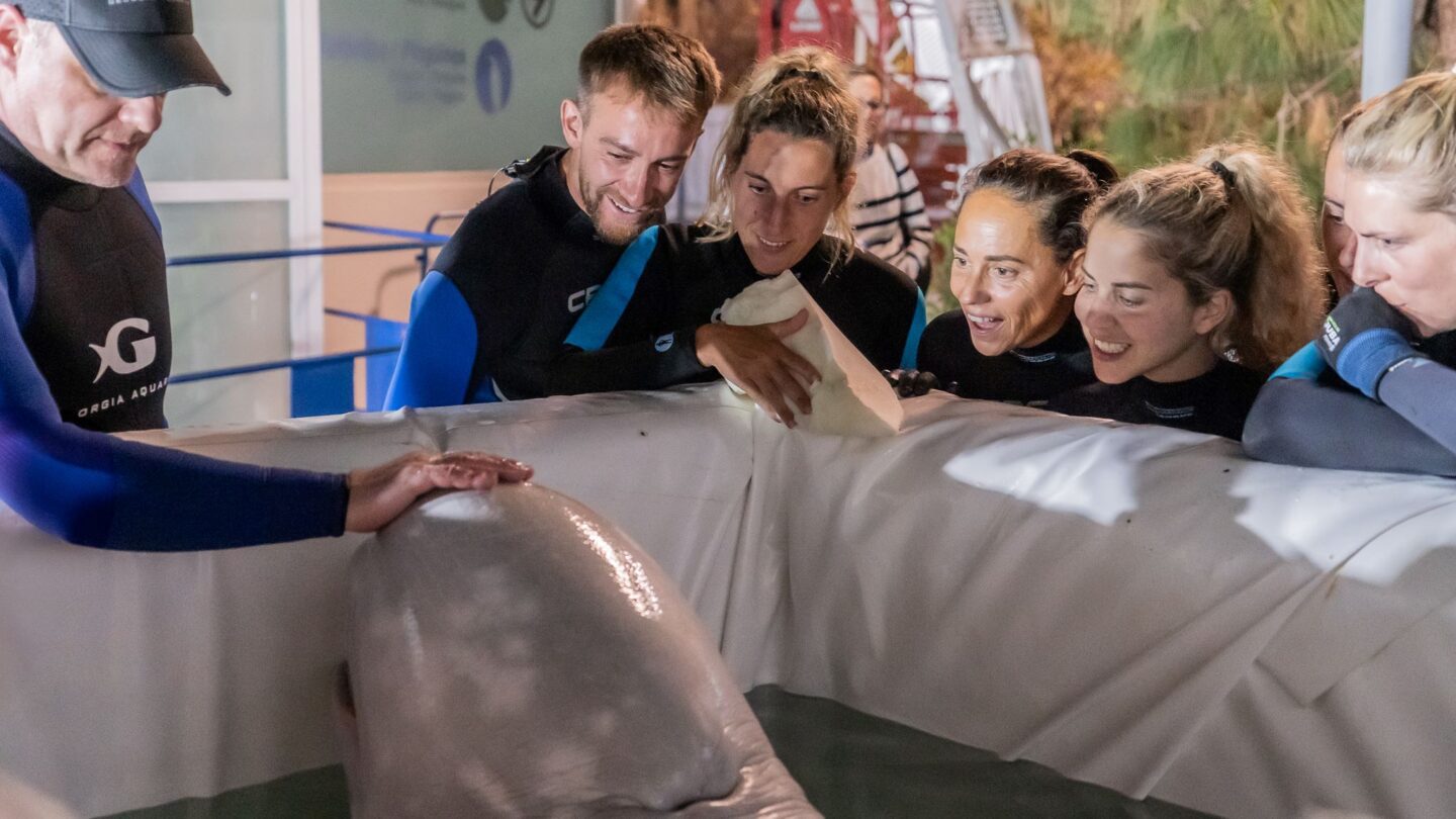 Georgia Aquarium experts help rescue 2 beluga whales from war-torn Ukraine