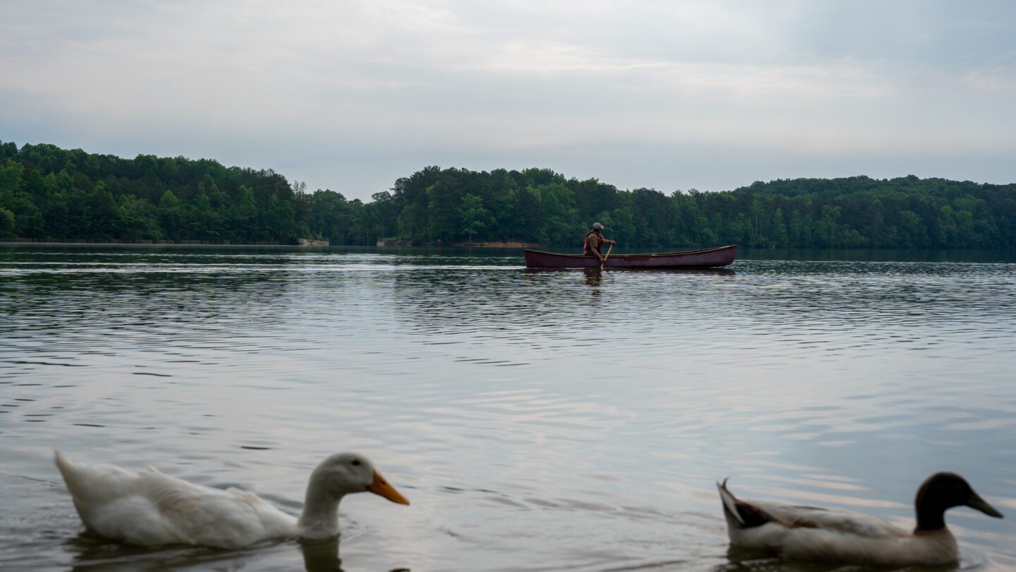 Ducks on river with Kayaker in distance