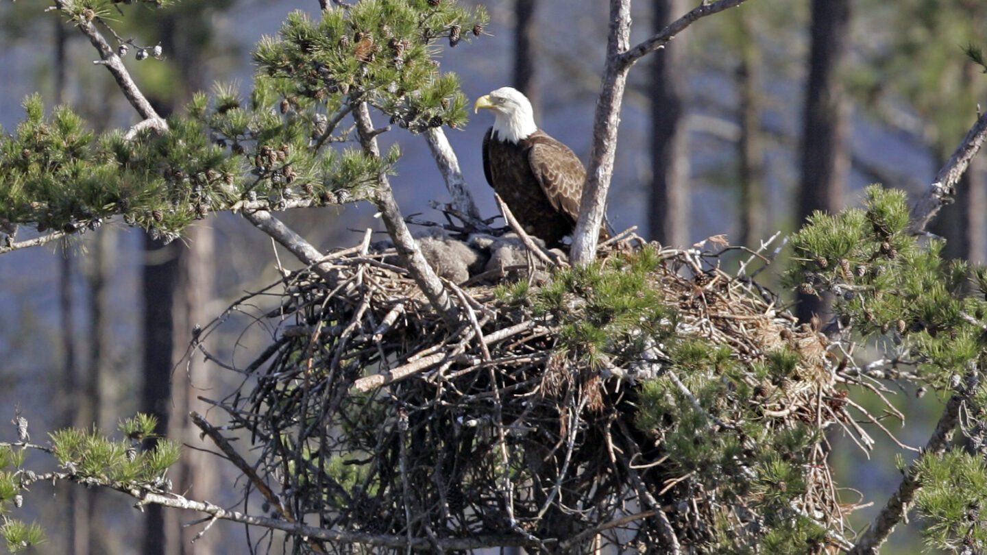 Annual surveys of bald eagle nests by the Georgia Department of National Resources found nesting success was above average in most areas checked in 2023.