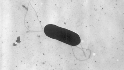 This 2002 electron microscope image shows a Listeria monocytogenes bacterium, which is capsule-shaped.