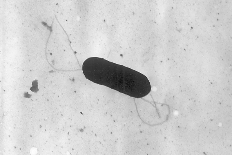 This 2002 electron microscope image shows a Listeria monocytogenes bacterium, which is capsule-shaped.