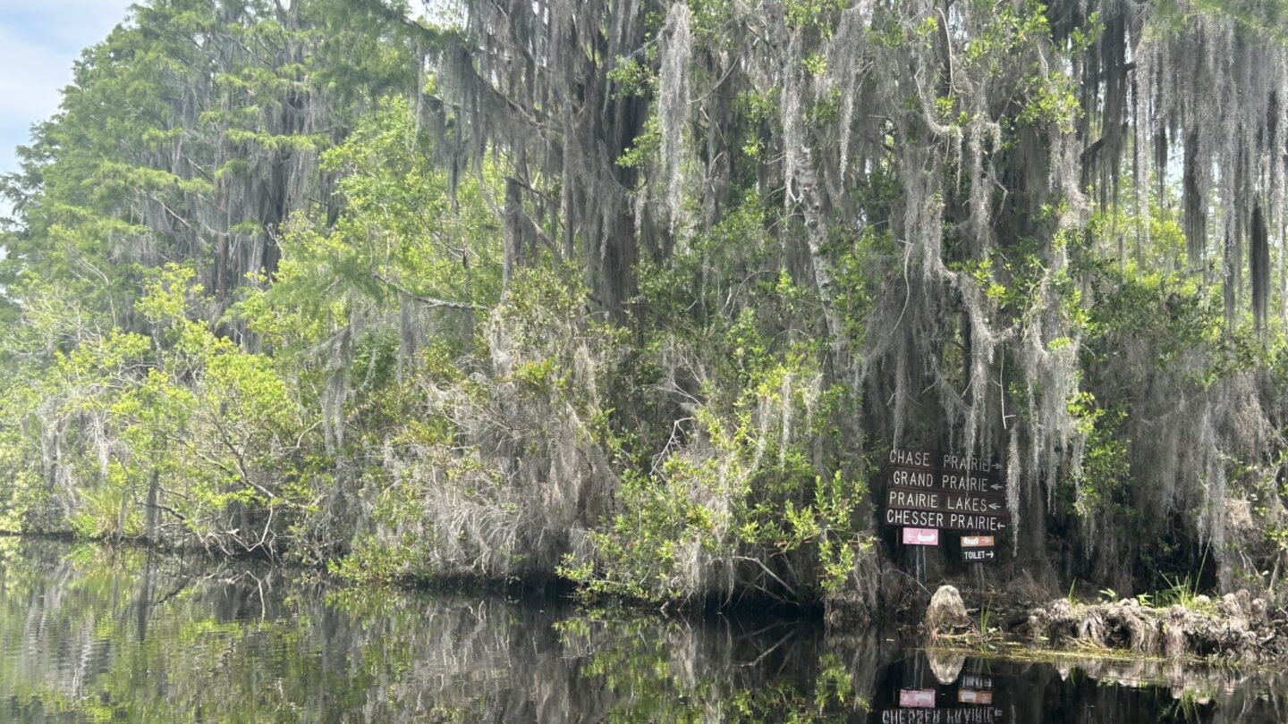 Wooden signs in dark water point to water paths through the Okefenokee Swamp.