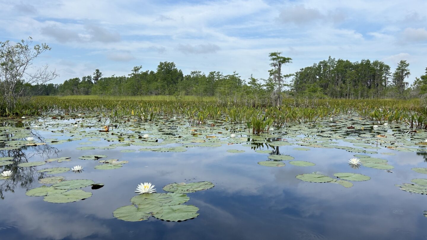 Shallow water with lilypads in the foreground and thicker, green brush in the background under a cloudy blue sky.