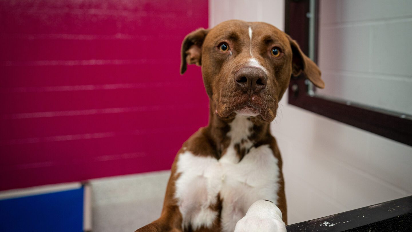 The Fulton County Animal Services facility only opened at the end of last year, yet it's already nearing its capacity.