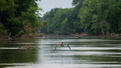 Three geese fly low over the Chattahoochee River.