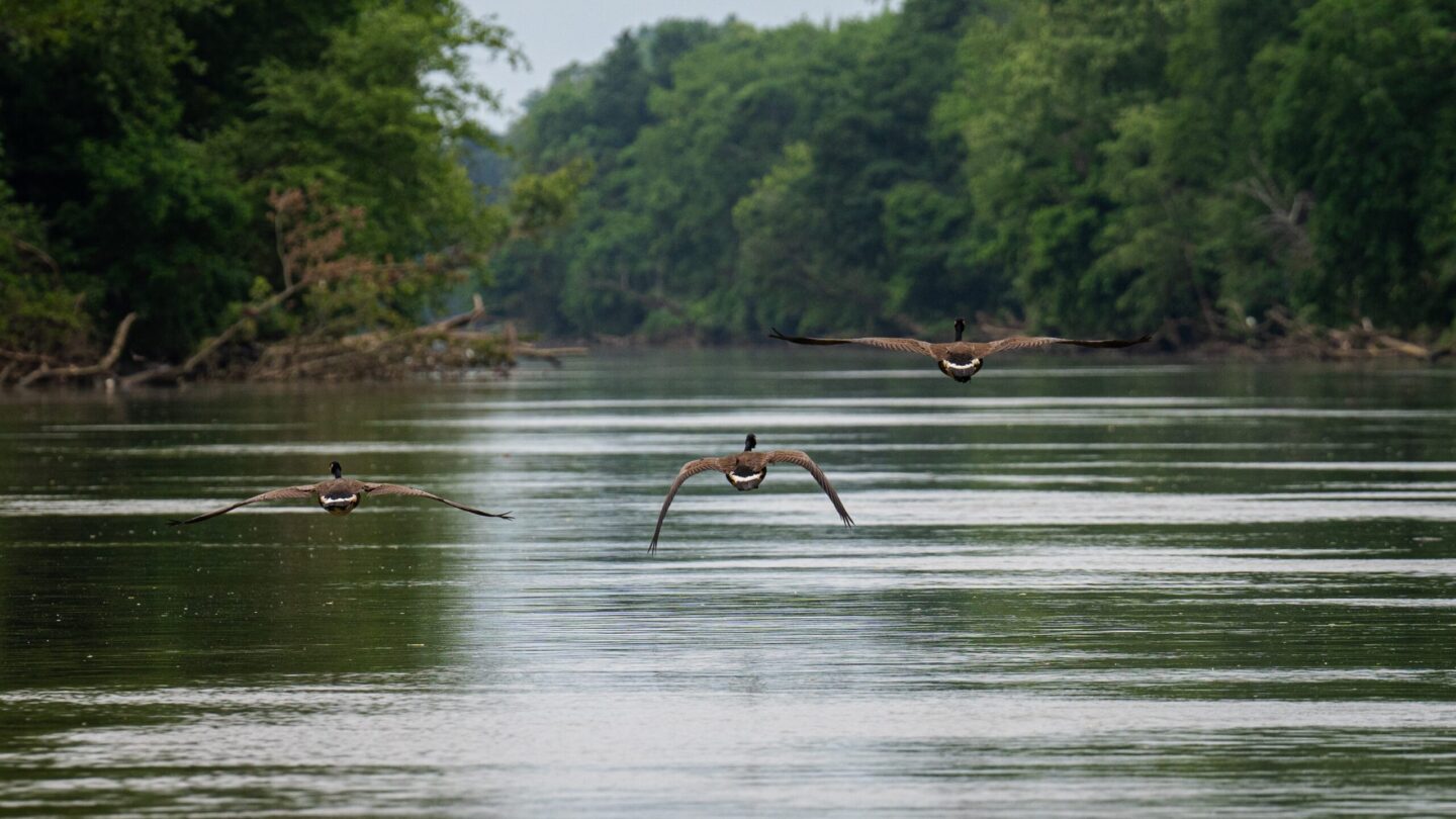 Three geese fly low over the Chattahoochee River.