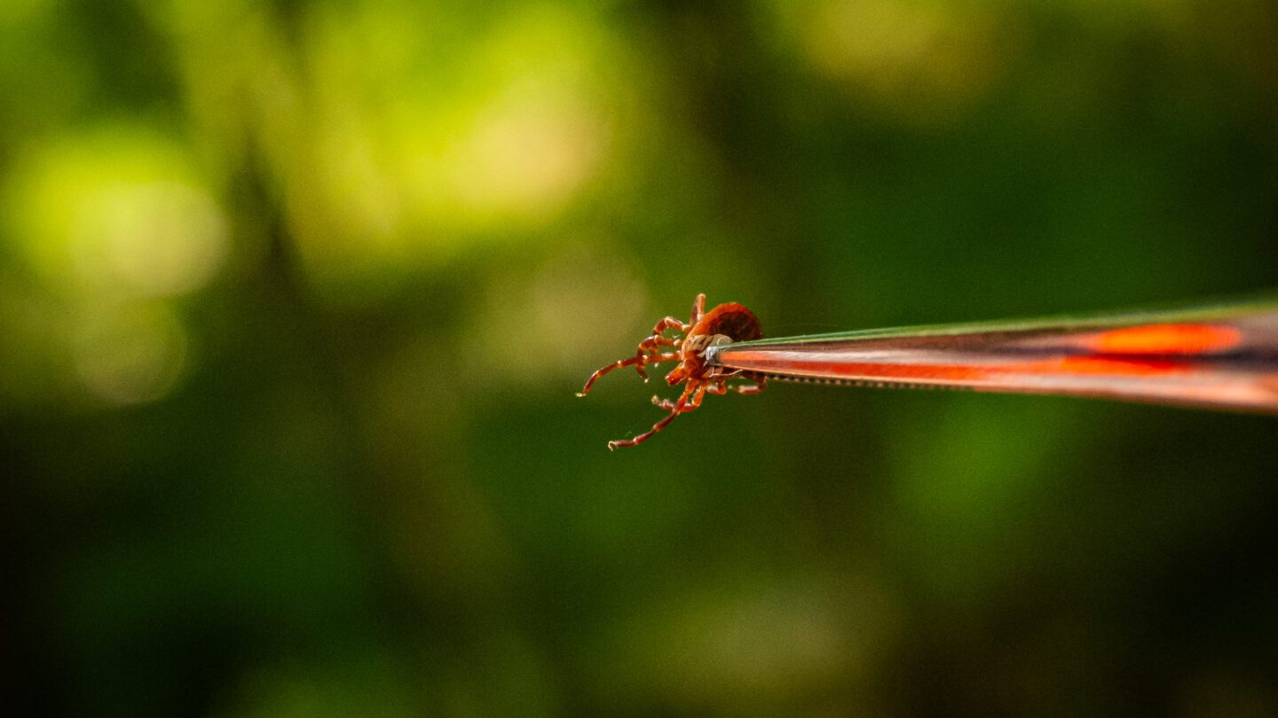 close-up of a tick held by tweezers