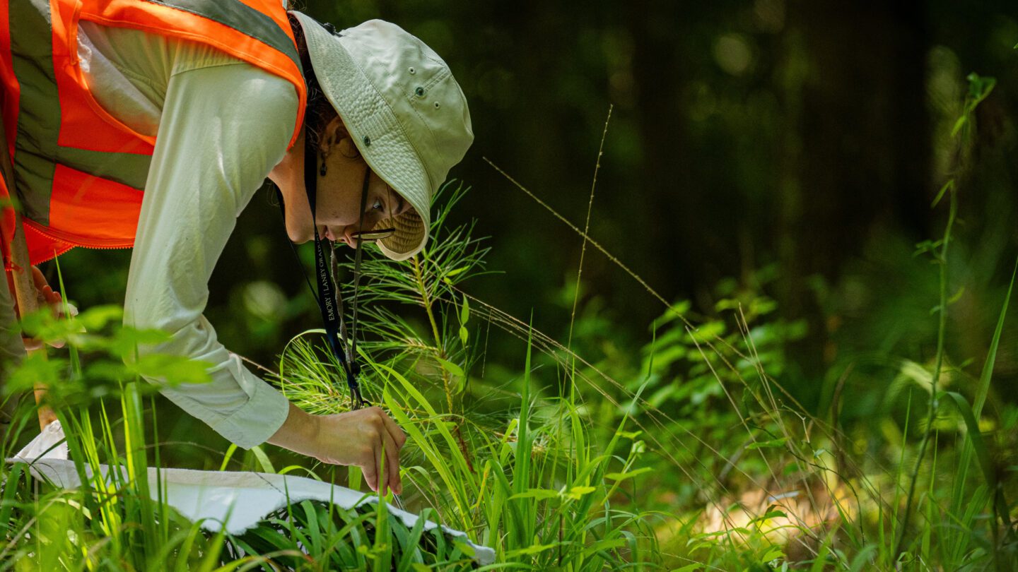 a woman in an orange safety vest and a bucket hat bends over in the underbrush of a forest, using tweezers to pick something up