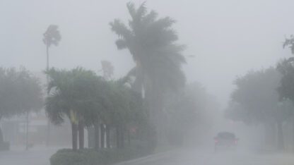 A strong gust of rain and wind hits several palm trees.