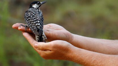 A red-cockaded woodpecker rests on a person's hands.