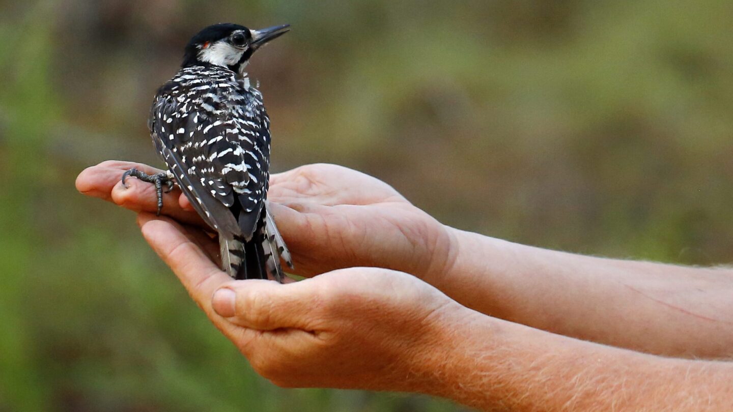 A red-cockaded woodpecker rests on a person's hands.