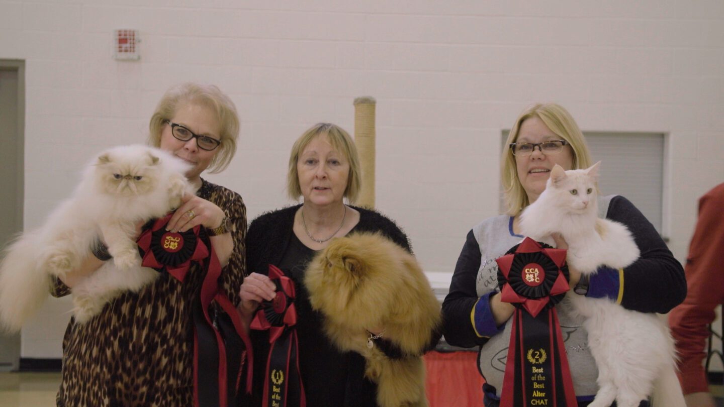 A group of people holding some very fluffy cats.