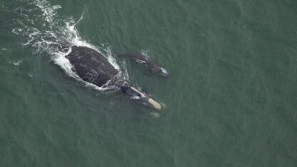 an adult right whale and a calf, photographed from above