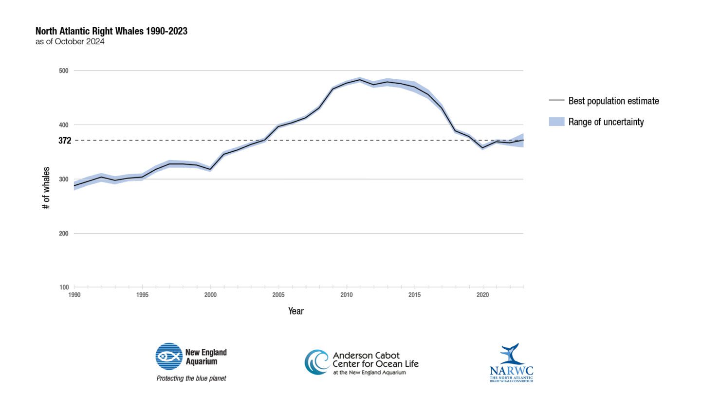 A graph showing right whale population numbers, with a recent modest improvement following a steep decline