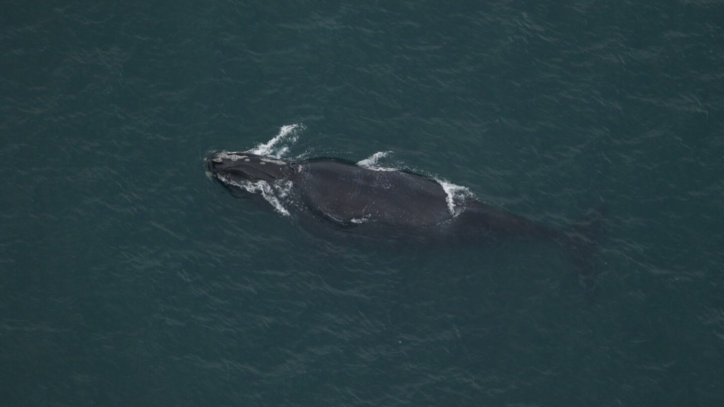 A North Atlantic right whale is visible from above