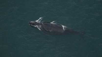 A North Atlantic right whale is visible from above