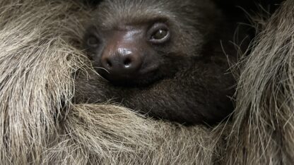 Infant two-toed sloth