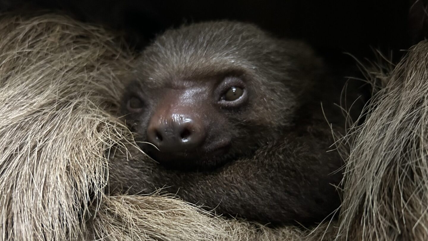 Infant two-toed sloth