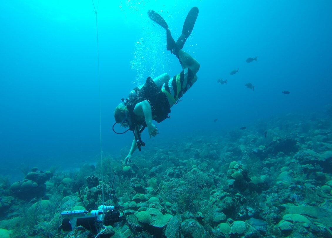 A diver conducts research underwater