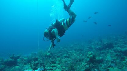 A diver conducts research underwater