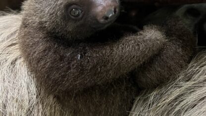 An infant sloth with fur and a small face.