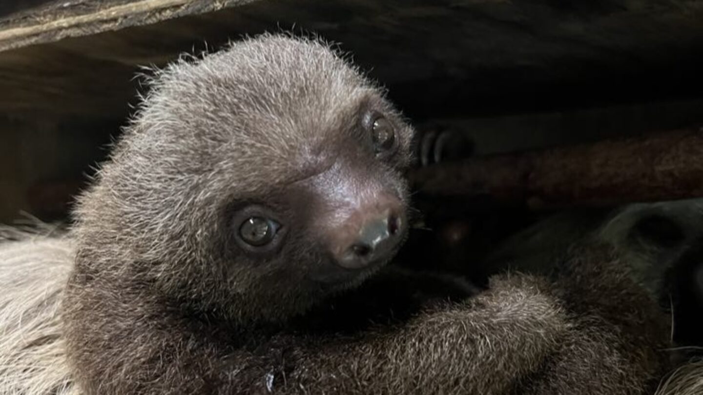 An infant sloth with fur and a small face.