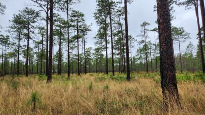 A stand of longleaf pine trees, with golden wiregrass understory and tall dark pine trees silhouetted against the sky