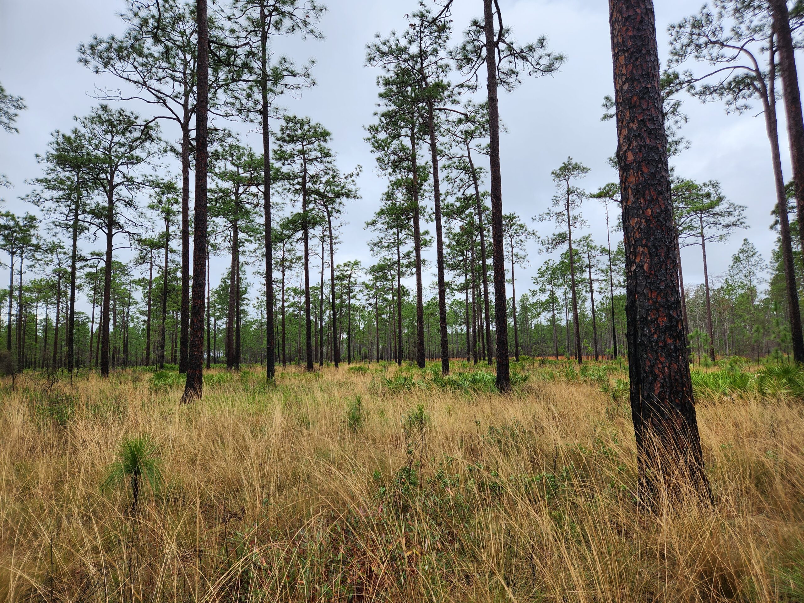 A stand of longleaf pine trees, with golden wiregrass understory and tall dark pine trees silhouetted against the sky