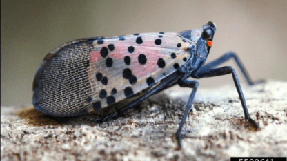 A spotted lanternfly.