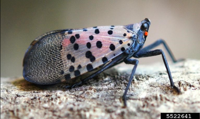 A spotted lanternfly.