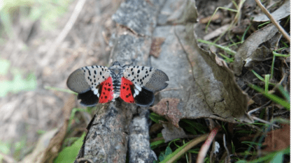 A spotted lanternfly on a tree.